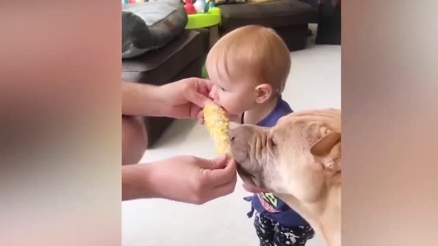 Dogs are the best friend of Babies 49