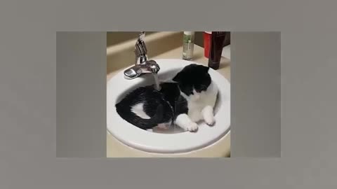 FUNNY VIDEOS BEACAUSE CATS ARE CATS