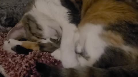 Tired kitty
