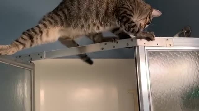 These animals will 😂 make you laugh for rest of your life
