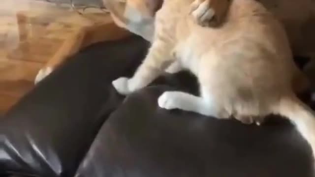 الكلب عامل حالو يحب القطه