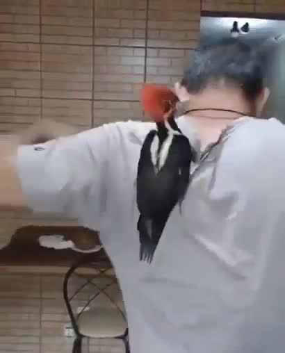 Catch Me If You Can)Поймай меня, если сможешь)