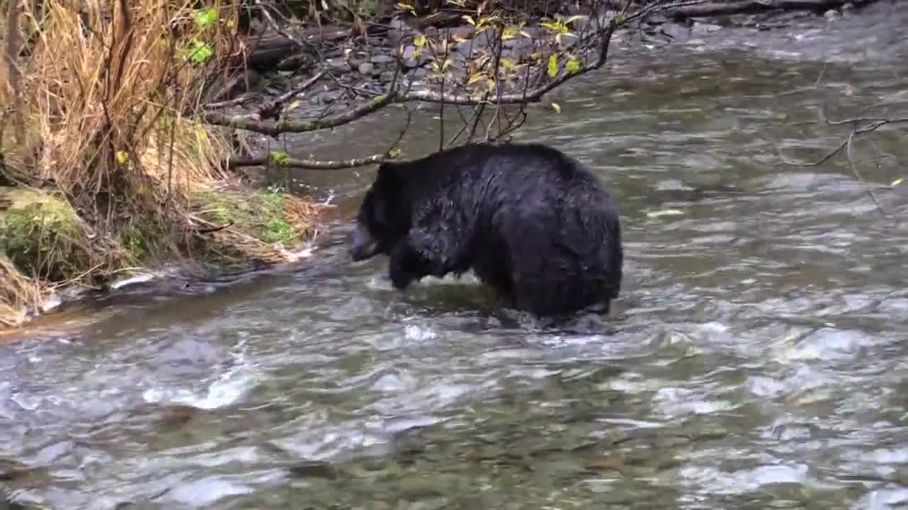 Baby black bear, fishing and playing in the water