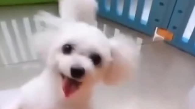 Happy Dancing Doggo