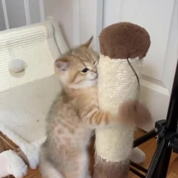 The cutest cat is try to climb up 🙀😍