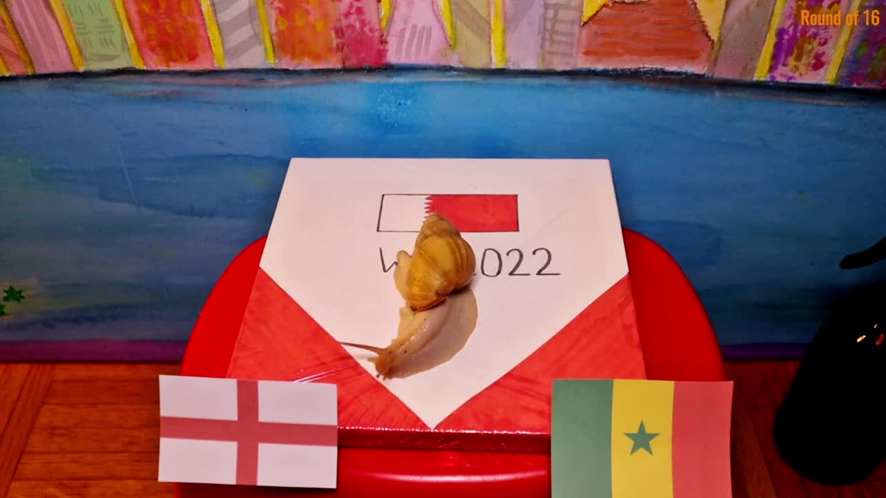 England Vs Senegal - Animals World Cup 2022 Prediction