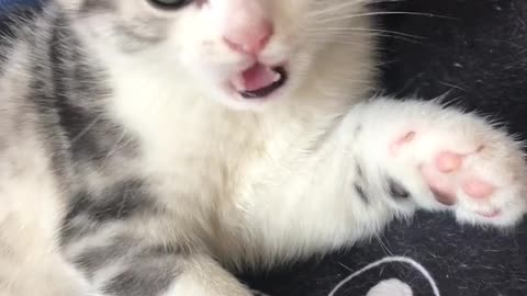 cat sticking out tongue