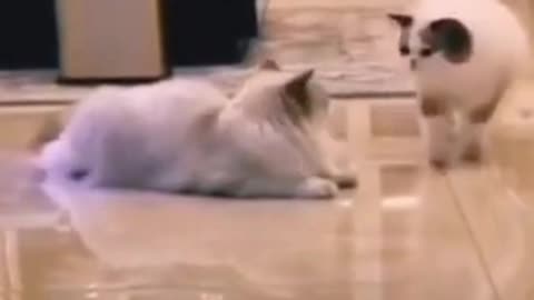 Cute lazy cat