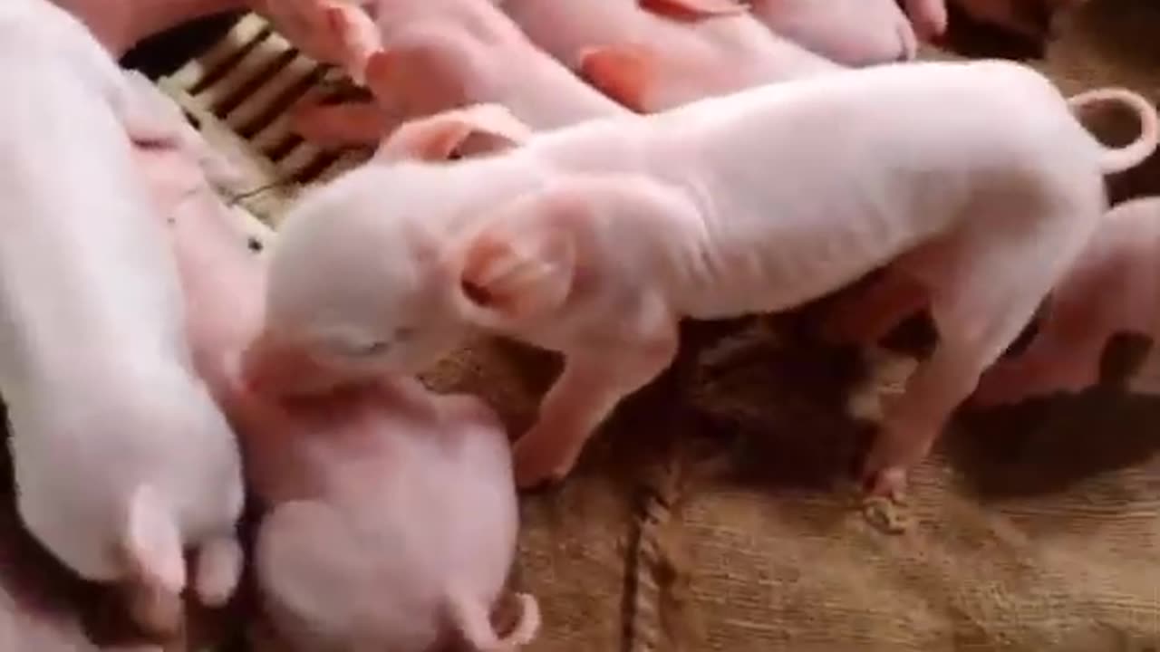 Impatient Loud Piglets