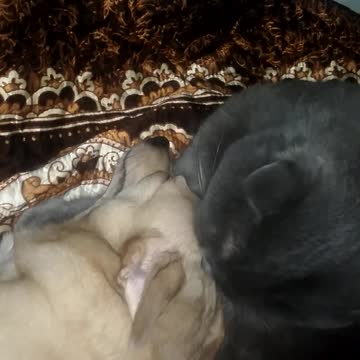 Formal get-together animals