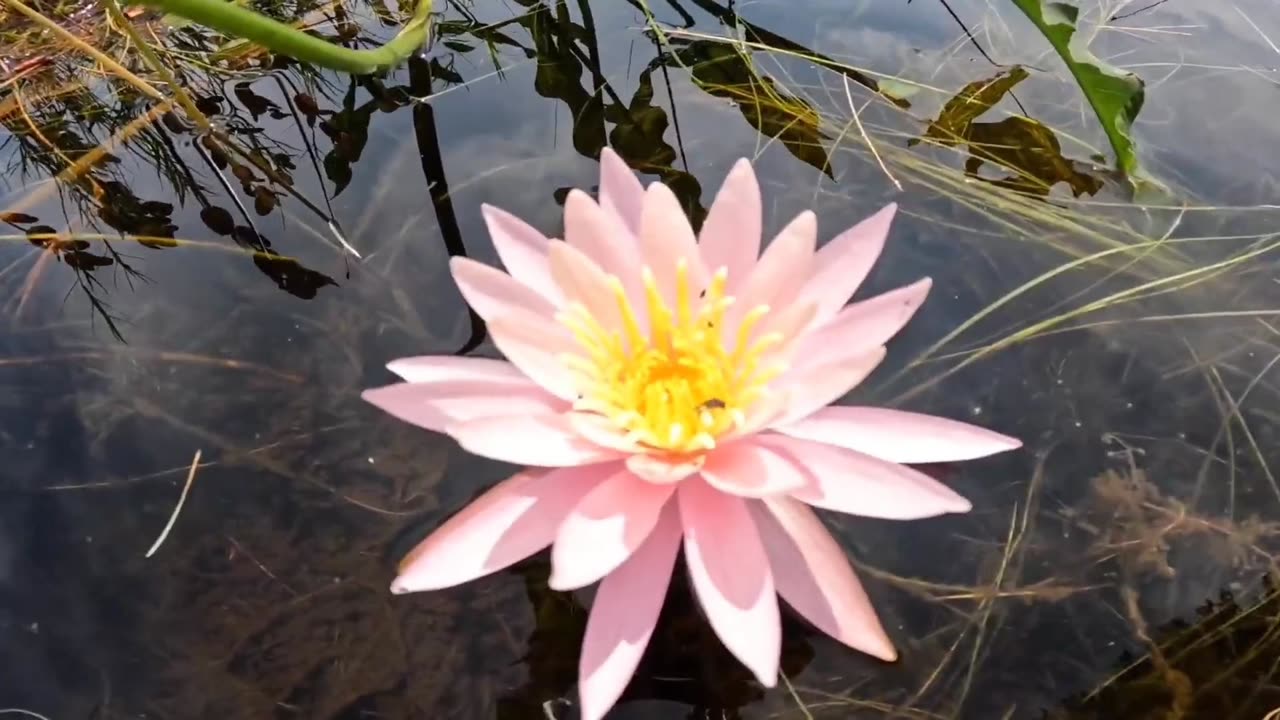 Water Lily