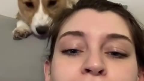 Girl tells Corgi not to eat her hair, so he licks it instead!