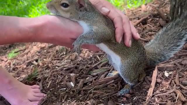 Romeo the Squirrel Loves Being Held While Eating and Being Pet ||