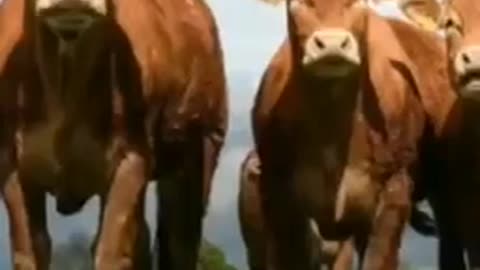 1224. Water 🛑FLOURIDE COMES FROM ☠