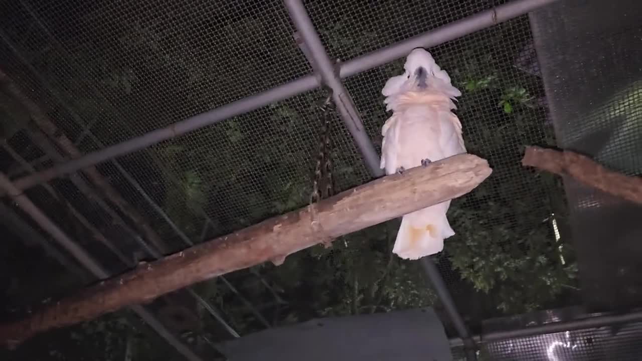 Manka The Moluccan Cockatoo Rio - Rat Vs Parrot Dipankar