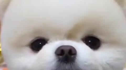 Cute Puppy ❤️❤️❤️❤️