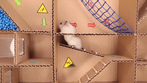 Hamster pets but with Traps in maze