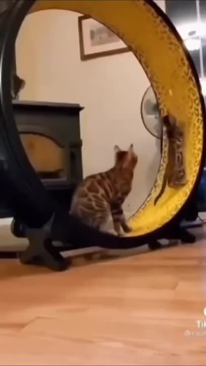 So Cute Cat Funny Video