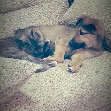 Agatha and Baby. #kakoshkassobakoy