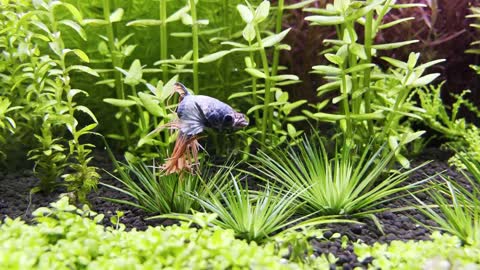 View Of A Fish Aquarium