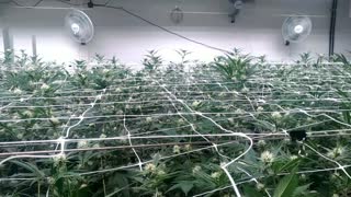 Day 29 Flower Room 1