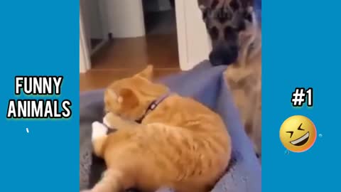 Funny animal videos.