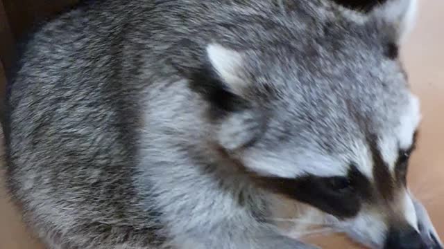 Raccoon and handshake