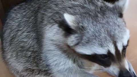 Raccoon and handshake