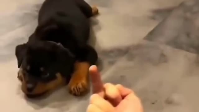 Rottweiler dog 🐕funny video