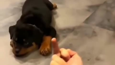 Rottweiler dog 🐕funny video