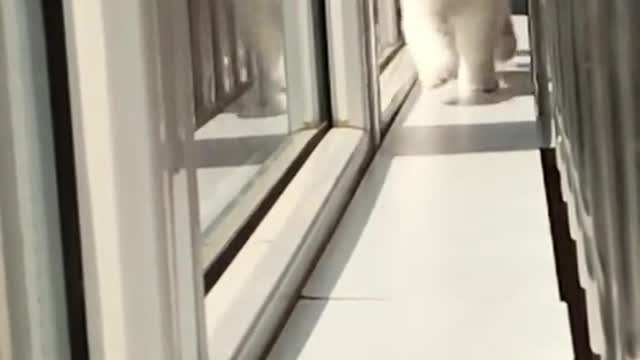 Beautiful cute and funny baby cat