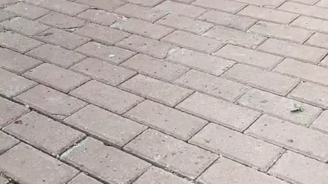 dog making owner happy