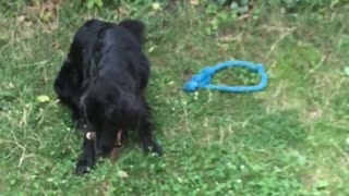 Black dog fetches stuffed animal in slow motion