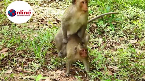 It so scary very baby monkey , King monkey make love with baby on back mom