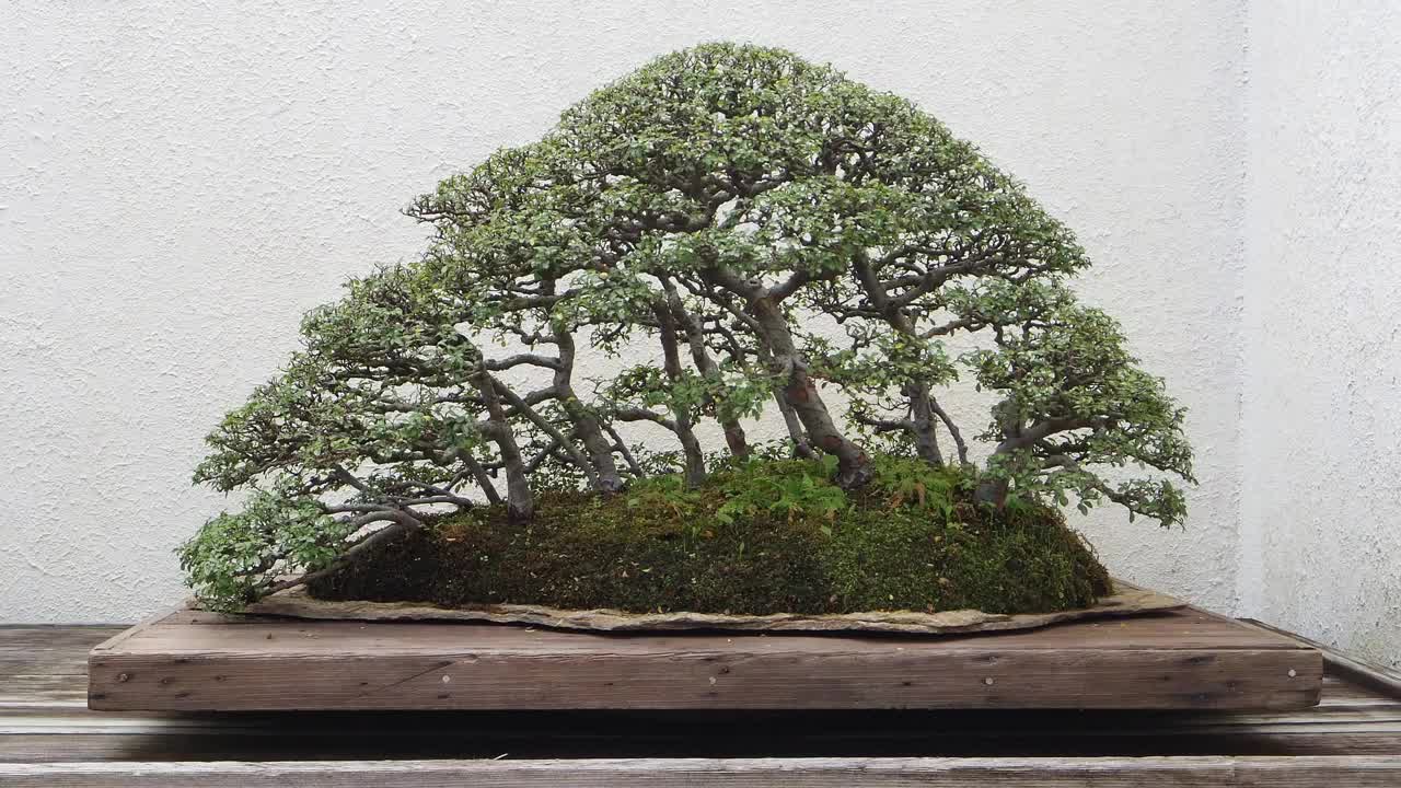 Bonsai Tree Care