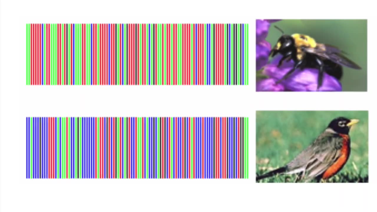 Why Evolution is False, Genetic Boundaries Discovered ! Evolution Falsified!