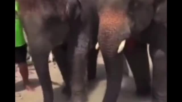 man vs elephants| #rumble | #pet #animals #elephant