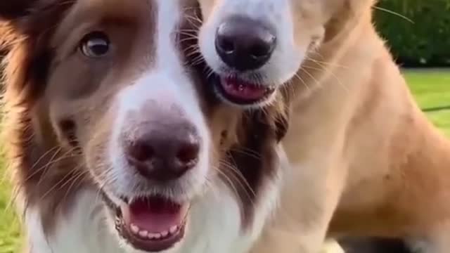 The cutest dogs on the globe | Cute dog | Amazing dog