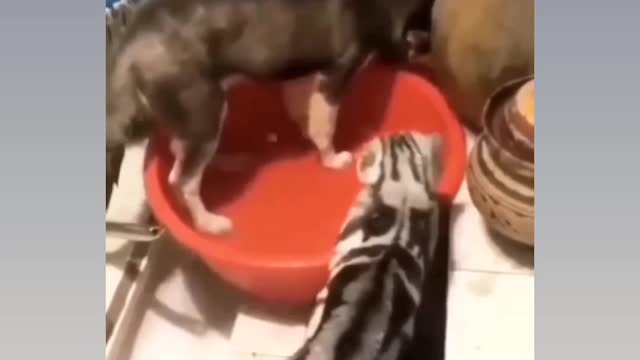 Most funny virela video for cat 🐈😂😂🤣🤣😂😂