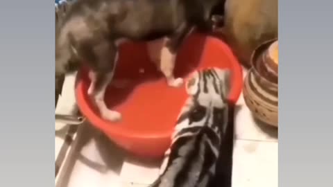 Most funny virela video for cat 🐈😂😂🤣🤣😂😂