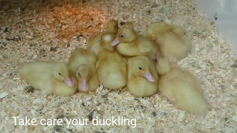 How to take care of our duckling