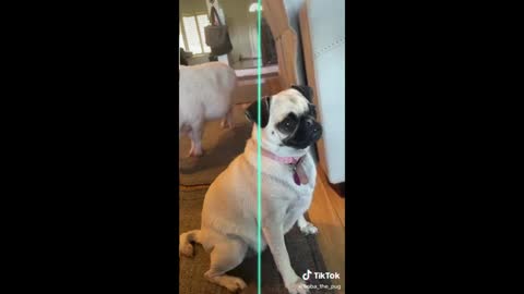 Funniest and Cutest Pug Dog Videos Compilation - Pug SOO Cute #02