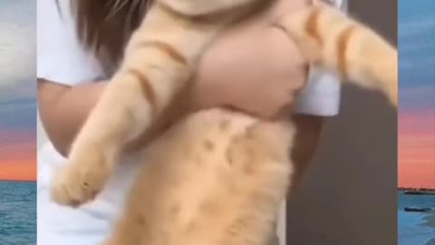 Kucing
