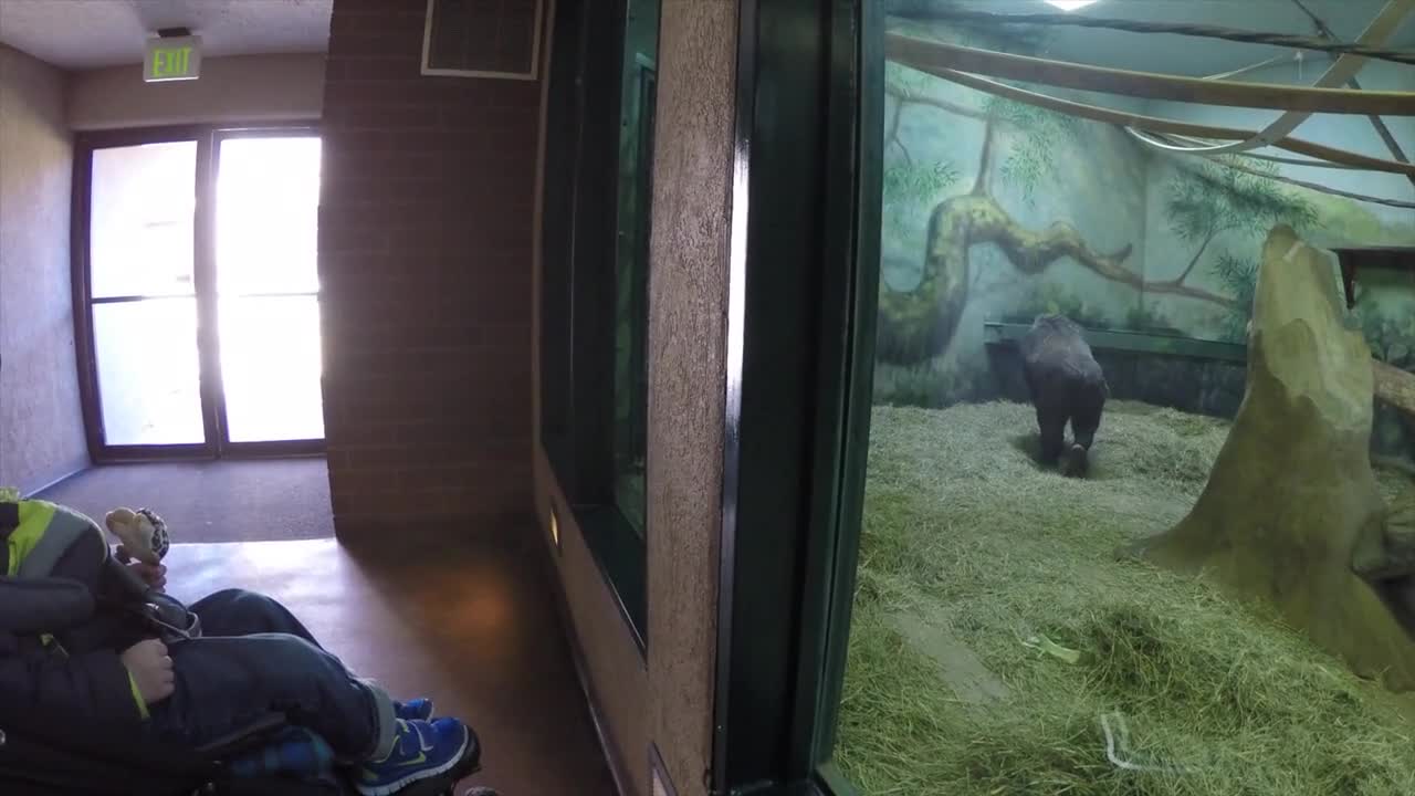 mother and boy in stroller watching gorilla