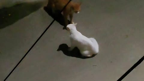 In the middle of the night, the confrontation between the yellow cat and the white cat