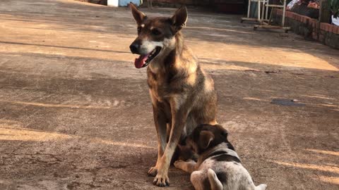 Puppies playing with their mothers