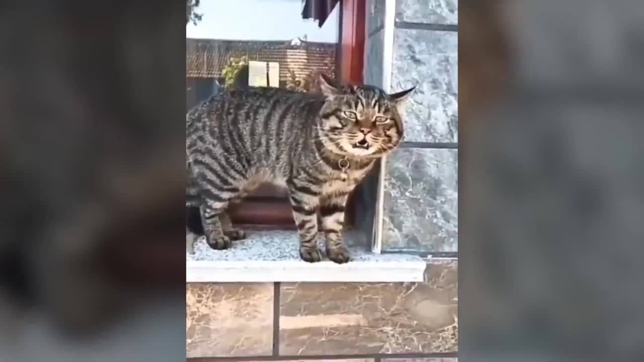 Funny Cat