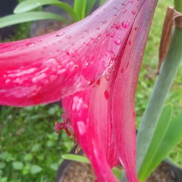 Trumpet flower in my yard