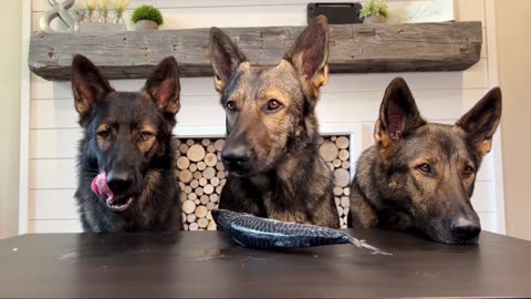 3 German Shepherds ASMR part 2