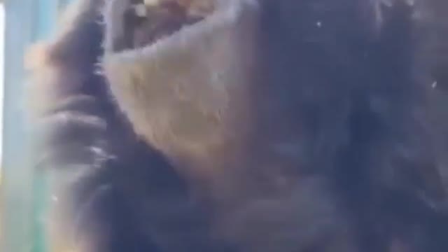 The best singing